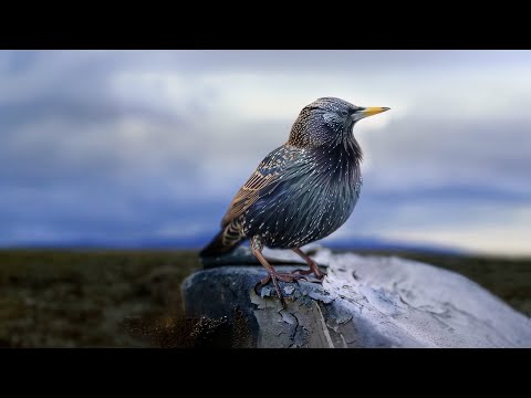 Styx - Build &amp; Destroy (Official Music Video)