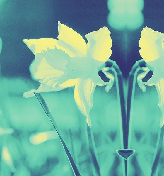 Best Classical Easter Music - daffodils photo