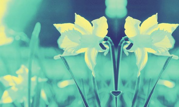 Best Classical Easter Music - daffodils photo