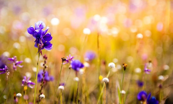 Photo of flowers for Earth Day songs feature