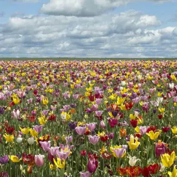 uDiscover Music image background