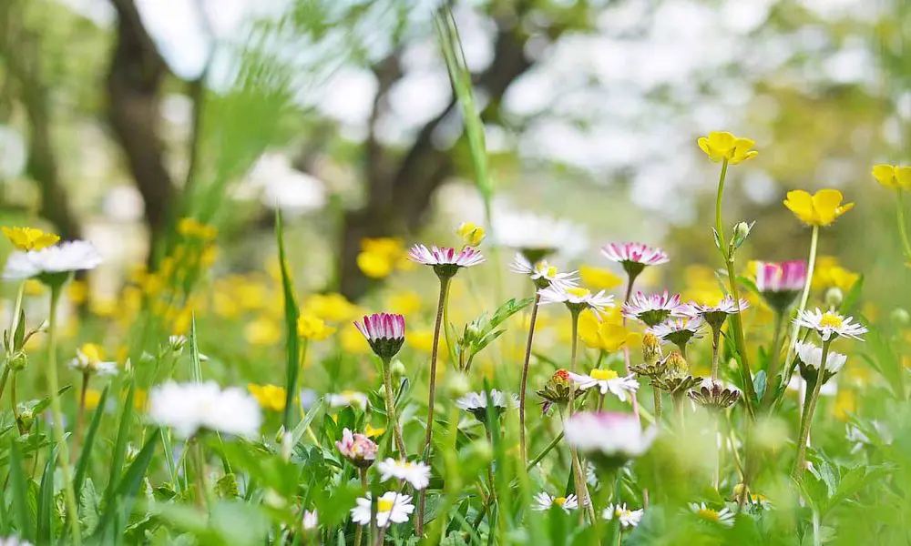 Spring flowers