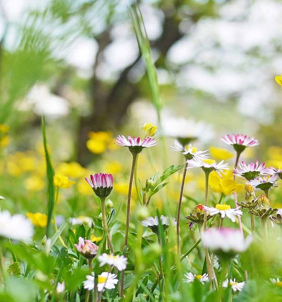 Spring flowers