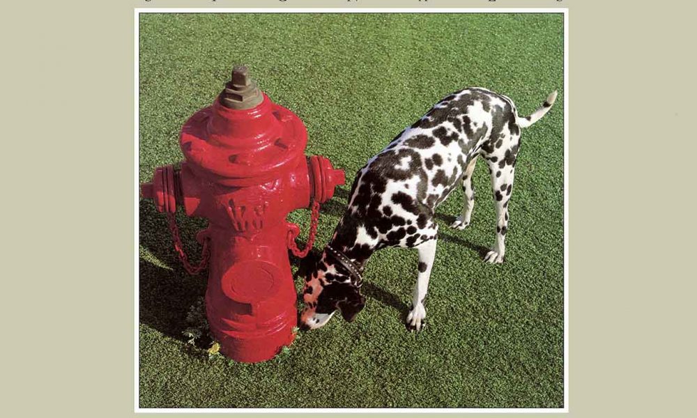 Rush Signals album cover
