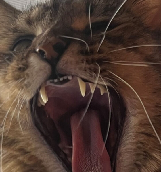 Showing Teeth Bad Exchanges